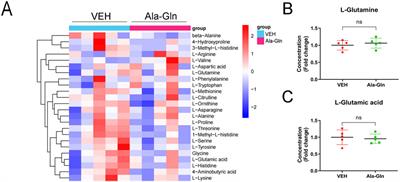 Dipeptide alanine-glutamine ameliorates retinal neurodegeneration in an STZ-induced rat model